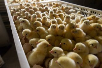 Агрохолдинг «Равис» возобновил реализацию цыплят-бройлеров населению
