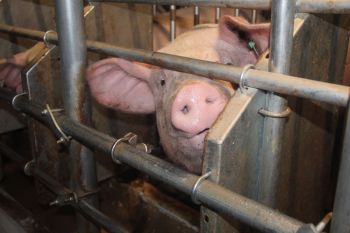 В Челябинской области пройдут учения по профилактике африканской чумы свиней