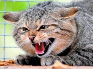 В Еманжелинском районе зарегистрирован случай заражения бешенством кошки