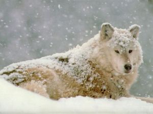 Нашествие волков на Челябинскую область: правда и вымыслы