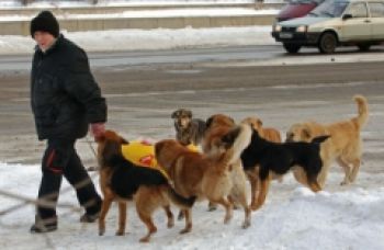 В Еманжелинске возобновят отлов бродячих собак
