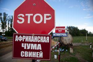В Челябинской области ввели карантин из-за африканской чумы свиней