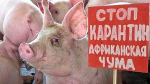 В Челябинской области сегодня, 3 ноября, зафиксирована вспышка африканской чумы свиней