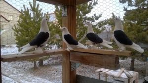 В Красногорском Еманжелинского района состоится оригинальная открытая выставка голубей и декоративных птиц, посвященная 85-летию Челябинской области