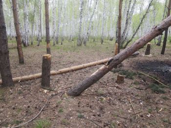 В Еманжелинске ищут виновного в незаконной рубке деревьев в бору