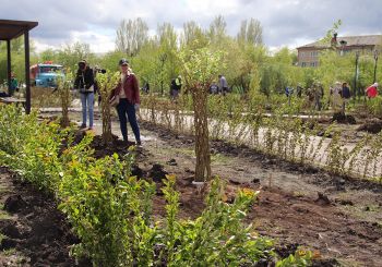 В городском сквере Еманжелинска продолжается масштабное озеленение