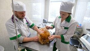 В России всем домашним животным, включая кошек, присвоят уникальные номера
