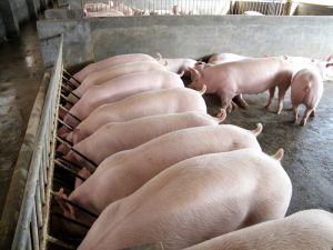 Предприятие «Ромкор» построило свинокомплекс, чтобы иметь собственную сырьевую базу