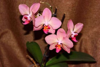 Вот такие удивительные, изящные, яркие орхидеи выращивают еманжелинцы Яковлевы