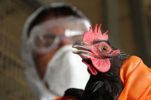 Мясо индейки, зараженное птичьим гриппом, завезли в Челябинскую область