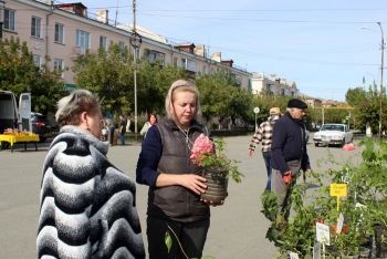 В Еманжелинске начала работать специализированная ярмарка выходного дня «Дары осени»