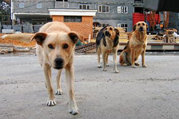 С начала года в Еманжелинском районе от укусов животных пострадали 120 человек