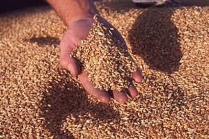 Пшеница и зерноотходы