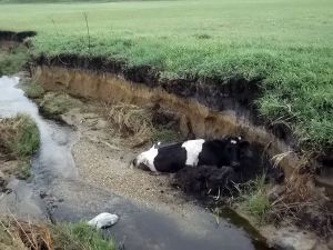 В Еманжелинске огнеборцы тушили садовый домик, баню и спасли корову