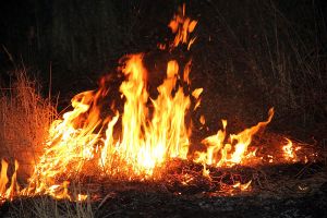 В лесах Челябинской области 5 апреля начался пожароопасный сезон