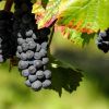 Знаменитый виноград Мерано: как выяснилось, несколько марок коньяка сделаны не из виноградного спирта
