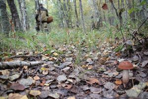На Южном Урале периодически пропадают грибники