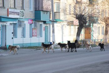 Отловом собак в Еманжелинске и Зауральском снова занимается «Альянс»
