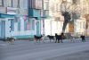 Отловом собак в Еманжелинске и Зауральском снова занимается «Альянс»