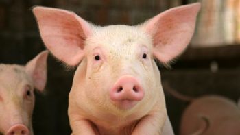 На Южном Урале с участием ООО «Агрофирма Ариант» ведется работа по улучшению генетического потенциала свиней