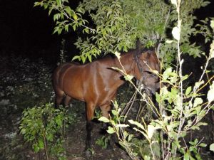 В Еманжелинске у казака похитили коня