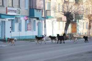 Вот стая собак на улице Титова в городе - люди, конечно же, кто куда