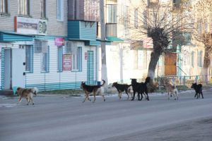 Отловом безнадзорных животных в Еманжелинске вновь занимается «ЮВИН»