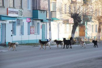 Отловом безнадзорных животных в Еманжелинске вновь занимается «ЮВИН»