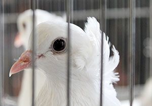 Выставка голубей в Красногорском