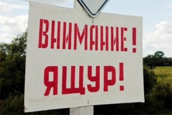 Ветслужба Еманжелинского района обращает внимание: в Башкирии зафиксированы случаи заболевания ящуром