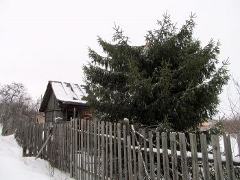В Еманжелинском районе с частного садового участка была похищена ель, которая должна была стать главной елкой города